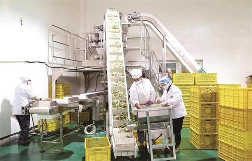 食品產(chǎn)業(yè)篇16 小黃豆 磨 出大產(chǎn)業(yè) 豆制品香飄海內(nèi)外