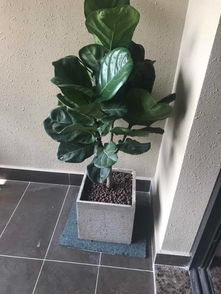 泉州公司租花服務 萬達綠植租擺、發(fā)財樹與開業(yè)盆栽的專業(yè)解決方案