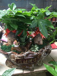 泉州公司租花與萬達綠植租擺 發(fā)財樹開業(yè)盆栽及代管理服務一覽