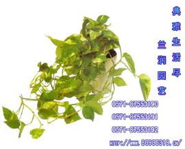 杭州辦公室盆景租擺與綠植花卉出租服務——打造舒適辦公環(huán)境