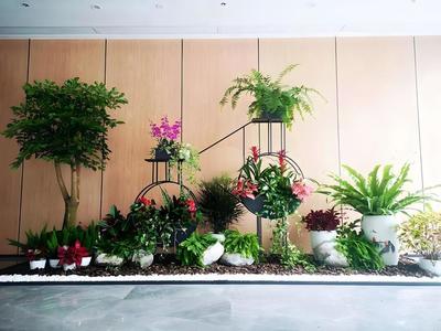辦公室植物租賃服務 蛇口花卉綠植出租，上門養(yǎng)護與免費更換無憂