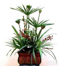 重慶主城植物租賃全解析 大花蕙蘭、綠蘿、發(fā)財(cái)樹與鮮花綠植租借服務(wù)