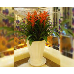專業(yè)綠植花卉租賃服務(wù)——合肥軒晨園藝，打造商場(chǎng)活力空間