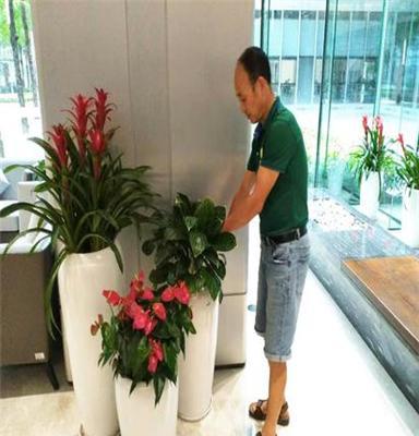 室內綠植花卉租賃 為深圳辦公室注入自然活力，租綠植就找惜花花卉