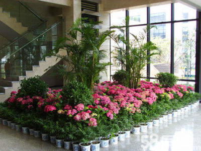 重慶綠植租擺服務 一站式解決方案，輕松打造活力辦公空間